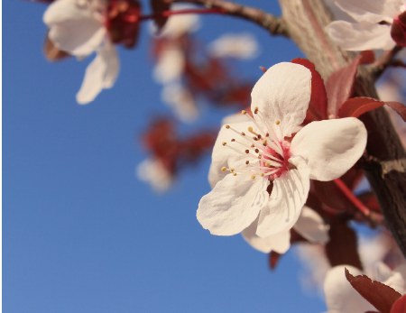 春のシンボルツリー、ベニスモモの花