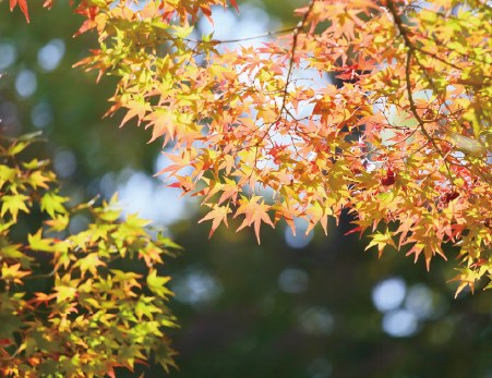 冬のシンボルツリー、イロハモミジの紅葉