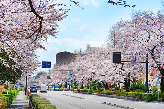 大学通り