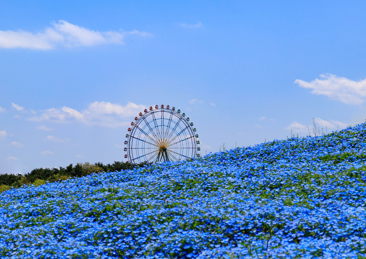 国営ひたち海浜公園・ネモフィラの丘