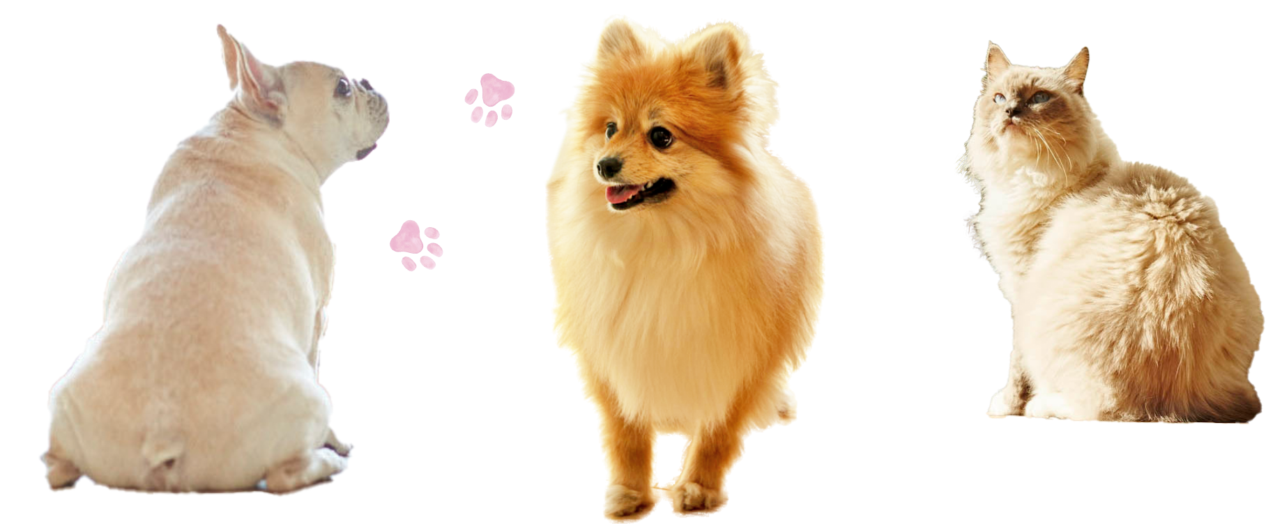 pet1