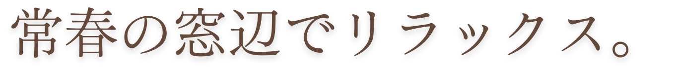 常春の窓辺でリラックス。